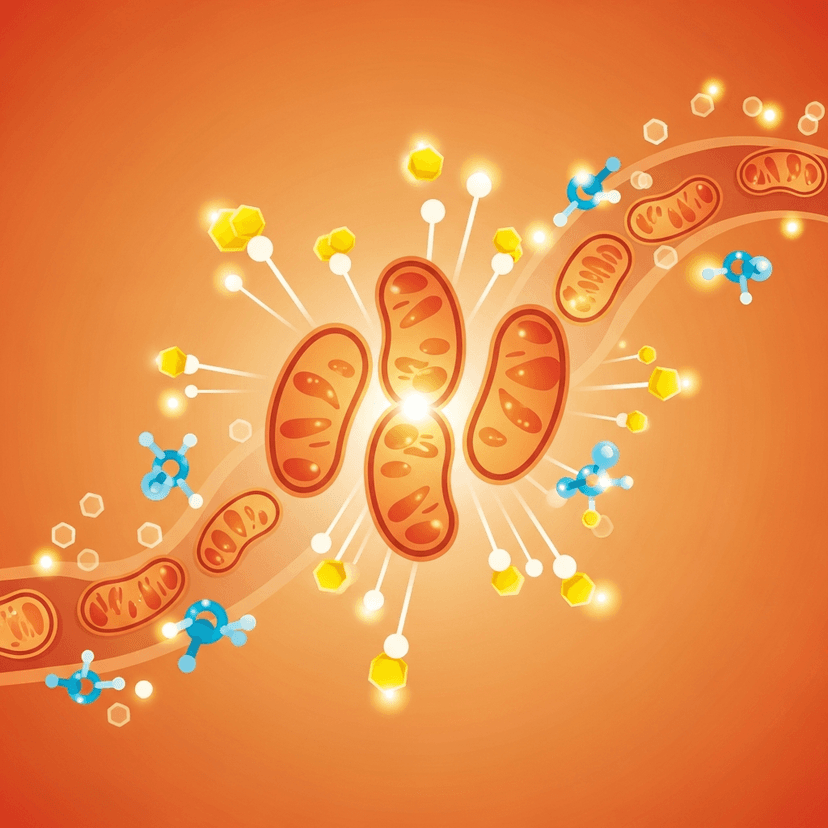Metabolic Energy